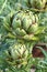 Vegetable Cynara cardunculus