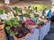 Vegetable display from large local farm at Corvallis Farmers Mar