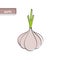 Vegetable education card with isolated garlic