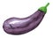 Vegetable, Eggplant, hand drawn watercolor illustration