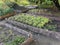 Vegetable elevated wicker beds. Gardening equipment for home gardeners.