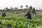 Vegetable farmers cultivating fields, Cambodia