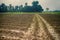 Vegetable fields after planting and watering