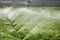 Vegetable fields in spring