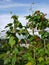 Vegetable garden: allotment beans