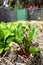 Vegetable garden: beet plant and compost bin