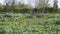 In the vegetable garden at the beginning of April, bean and artichoke plants abound as much as borage companion plants