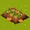 Vegetable Garden Box with Pumpkin. Set 8