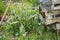 In the vegetable garden in early spring, crates stacked on the ground and flowering comfrey