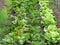 vegetable garden with fresh lettuces and vegetables growing in rows