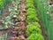 vegetable garden with fresh lettuces and vegetables growing in rows