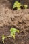 Vegetable Garden with gourd seedlings pumpkin melon, pumpkin,