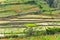 Vegetable garden, green rice fields terraces complex paddy cultivation systems the concept of Agro tourism, Sri Lanka