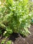 Vegetable garden greenery with lovage plant.