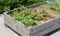 Vegetable garden in the high garden beds