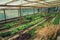 Vegetable garden inside a greenhouse