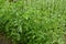 Vegetable garden with many tomato plants