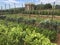 Vegetable garden at Monticello