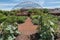 Vegetable garden at Napa Valley winery