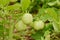 Vegetable garden with plants of geen tomatoes.