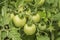 Vegetable garden with plants of geen tomatoes.