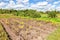 Vegetable garden with potatoes plantation and apple trees