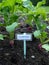 Vegetable garden: radish seedlings v