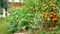 A vegetable garden with raised DIY wooden beds. Ripe red cherry tomatoes on the branches. Growing organic vegetables in the open