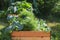 Vegetable garden in raised wooden beds, rural countryside scene