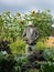 Vegetable garden: scarecrow