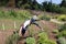 Vegetable garden with a scarecrow, plants, and herbs