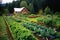 vegetable garden in a self-sufficient homestead
