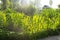 Vegetable garden in summer. Herbs and vegetables in backyard formal garden. Eco friendly gardening.selective focus