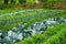 Vegetable garden in summer. Vegetables, cabbage, leek, carrot in backyard garden.