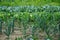 Vegetable garden in summer. Vegetables, leek, cabbage,  in backyard garden.