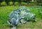 Vegetable garden in summer. Vegetables, two varieties of cabbage in backyard garden.