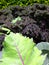 Vegetable garden: sunlit cabbage and kale leaves