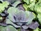 Vegetable garden: sunlit red cabbage