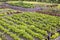 Vegetable garden with symmetrical beds.