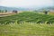 Vegetable garden terraces with cottage on mountain at Omkoi, Chiang Mai, Thailand.