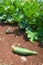 Vegetable garden at Thomas Jefferson\'s Monticello