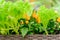 Vegetable garden on the window sill. Green lettuce and  orange jalapeno peppers grow in a basket