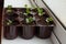 Vegetable garden on the windowsill. Radish seedlings germinate in a container