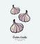 Vegetable garlic heads. Hipster hand drawn vector illustration of white pink garlic. Hand drawn isolated white garlic