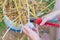 The vegetable grower cuts the roots and stems of garlic with a pruner after harvesting garlic