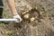 Vegetable grower harvesting potato