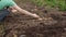 vegetable grower woman sows capsules with carrot seeds in furrows of garden bed