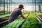 A vegetable grower works in a large industrial greenhouse growing vegetables and herbs.