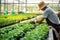 A vegetable grower works in a large industrial greenhouse growing vegetables and herbs.