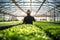 A vegetable grower works in a large industrial greenhouse growing vegetables and herbs.